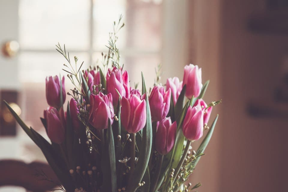 Tulip merah muda segar dalam cahaya jendela